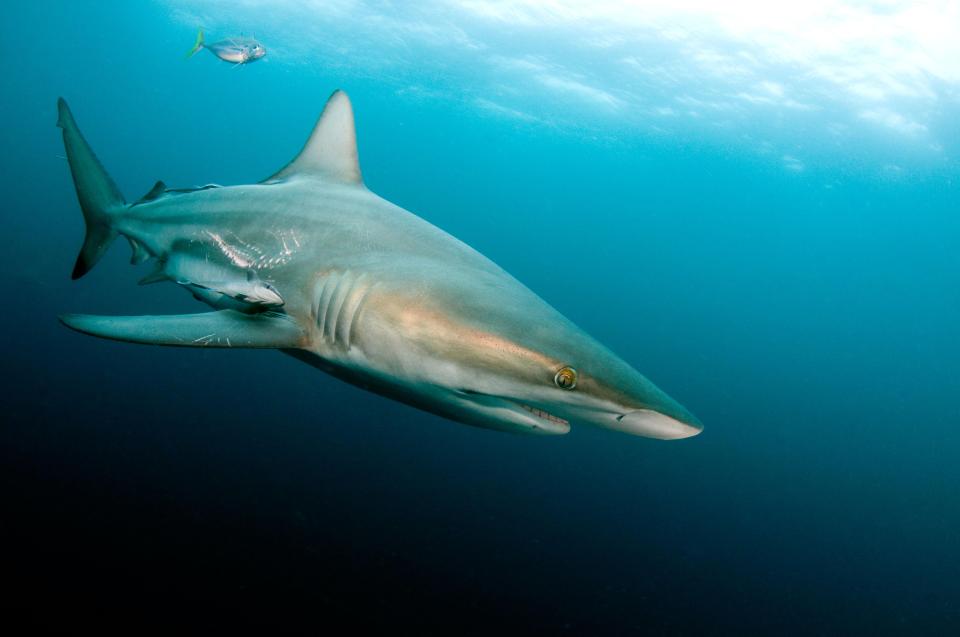  Blacktip sharks are no stranger to European waters