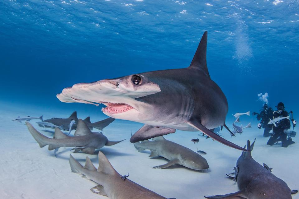  Hammerhead sharks have also been known to stalk the Med looking for prey