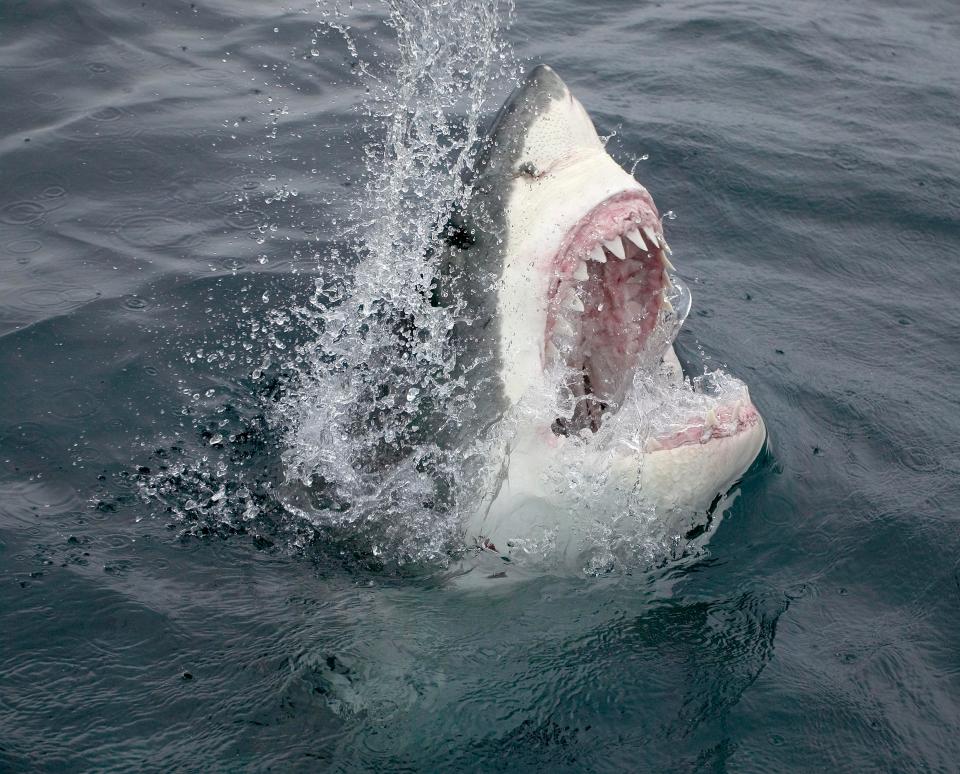  Croatia has most deaths , including nine thought to have been caused by just ONE Great White in 1974