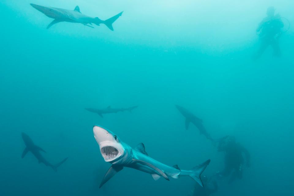  Blue sharks have been spotted off the coast of Majorca this summer