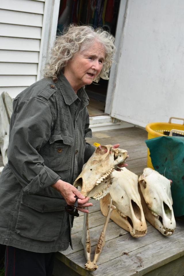  Scientist Zoe Lucas, 67, has lived on a remote island off the coast of Canada for 40 years and spends her days collecting horses' skulls