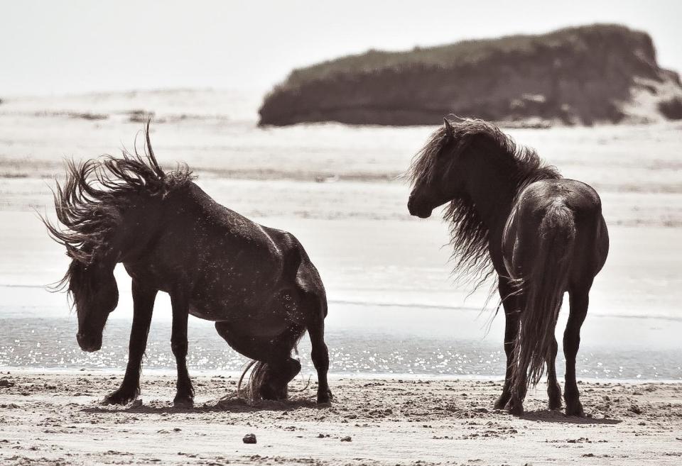  There are 400 horses living on the island after they were brought over in the early 18th century to help with agricultural work