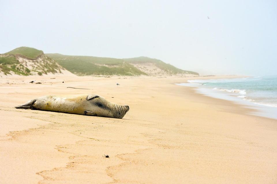  The sandy shores on Sable Island have been home to more than 300 shipwrecks over the years