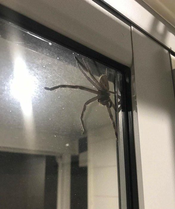 Lauren Ansell found this massive spider at her house in Queensland