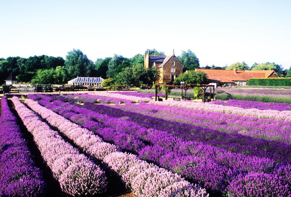 Norfolk Lavender features more than 100 varieties of the flower in beds