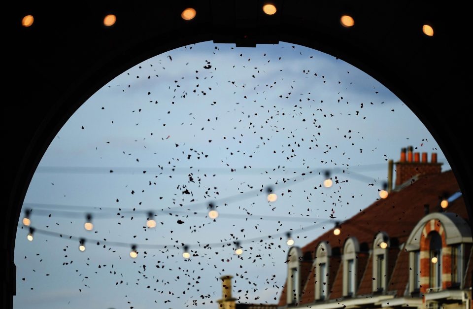  A shower of 20,000 poppies rains onto the stone floor of Menin Gate in Ypres yesterday