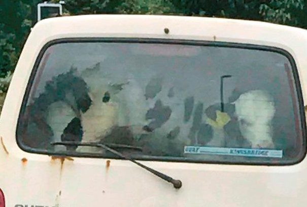  A cow looks out of the tiny Suzuki van - one of the smallest on the market