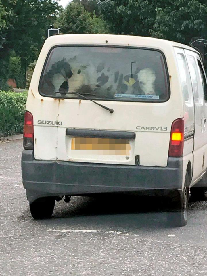  Four calves were stuffed into the back of a tiny van in Devon