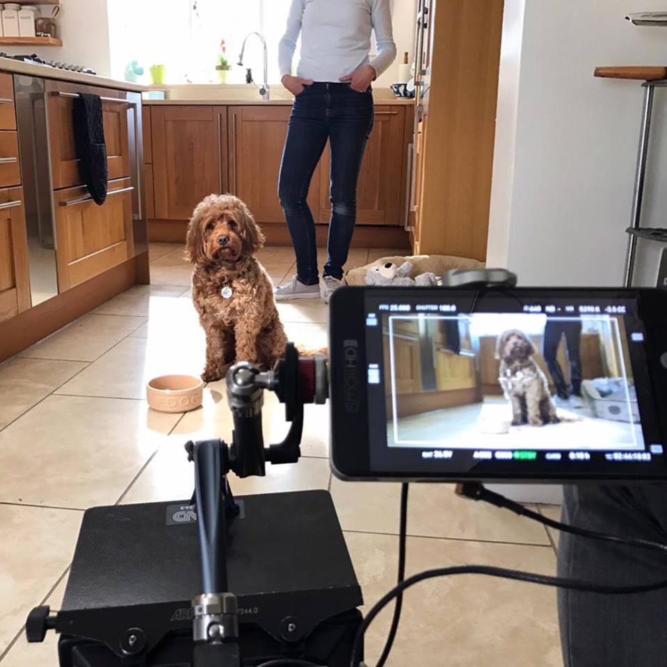  Layla's dogs are hired for adverts, films and photo shoots