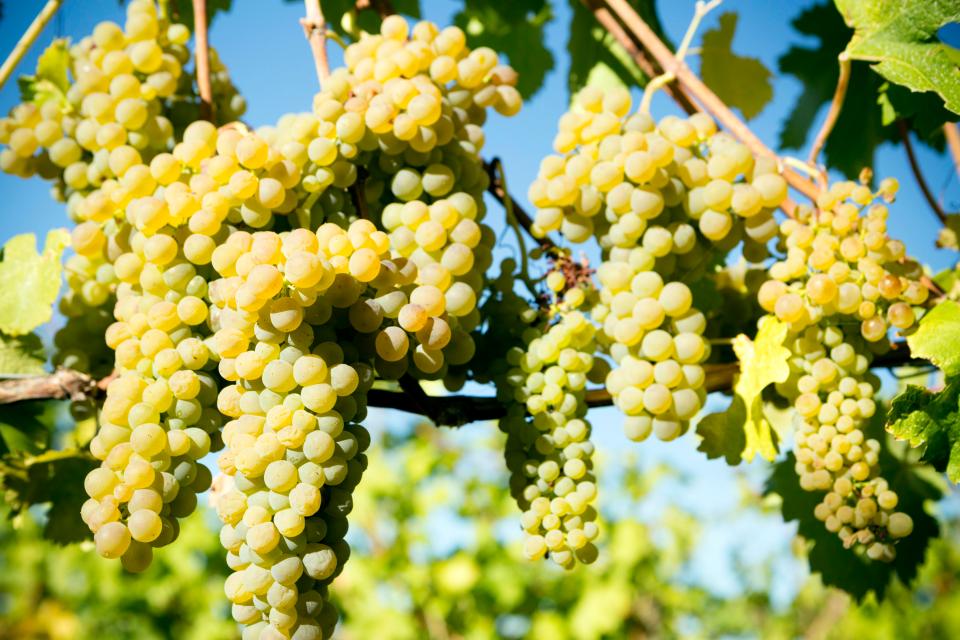  The Spanish-grown grapes are said to have a sweet, distinctive flavour and are the result of years of careful farming, file photo