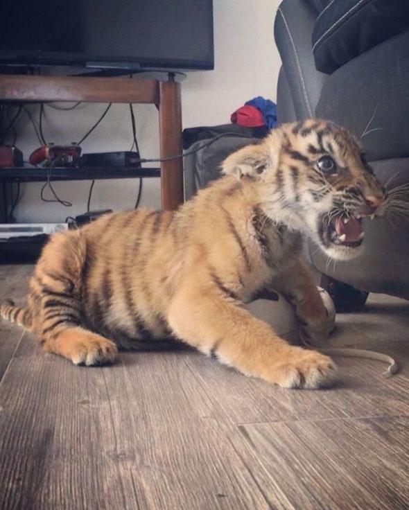  Images of tiger cubs littered his social media pages