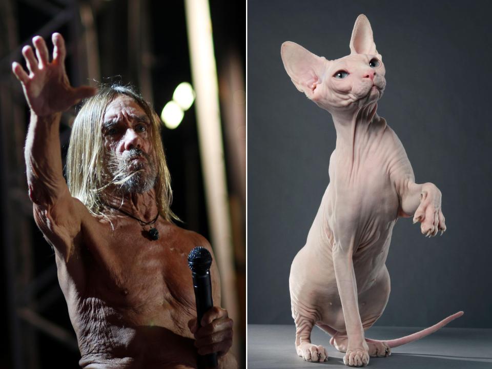  Here is Iggy Pop and the 'Pawssenger'