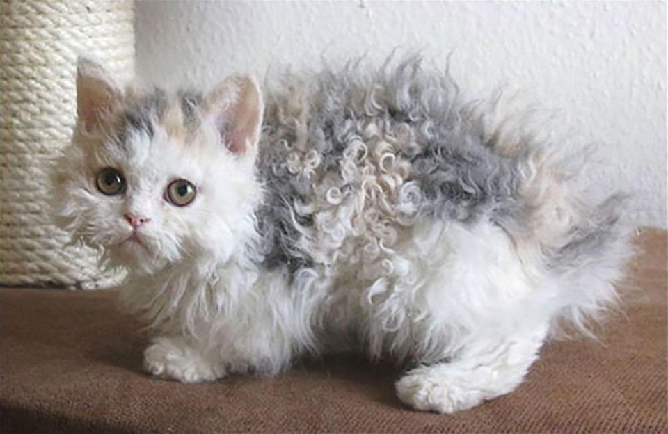 Selkirk Rex cats tend to be large with a round head and plush curly hair