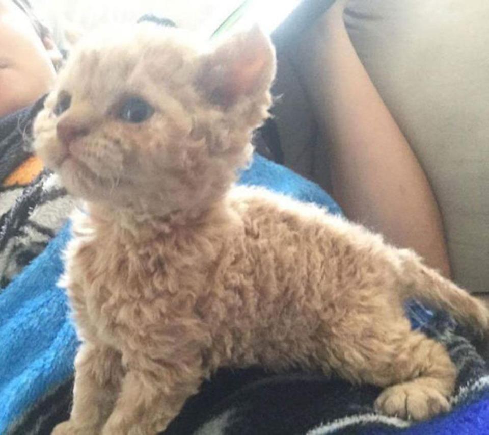 When pictures of this adorable curly-haired moggie were posted on Twitter, people couldn't handle it