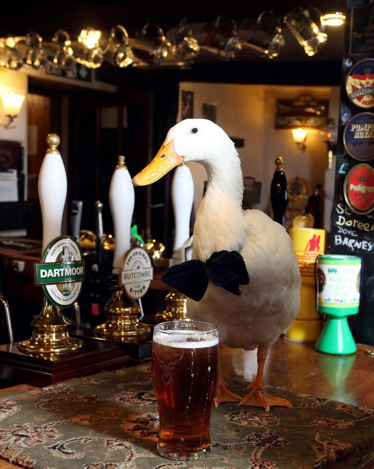  The bird has been nicknamed Britain's booziest duck, due to his love of ale