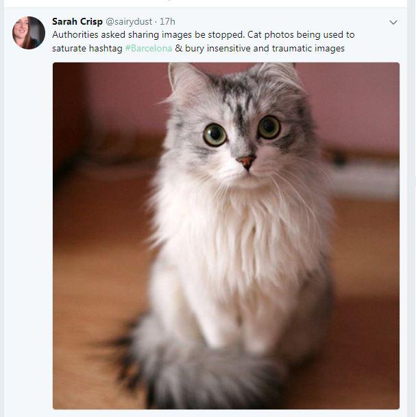  Twitter users are posting pictures of cats instead of sharing graphic photos of the Spain terror attacks