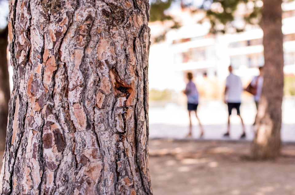  A bullet hole is seen on a tree on the spot where five terrorists were shot by police in Cambrils