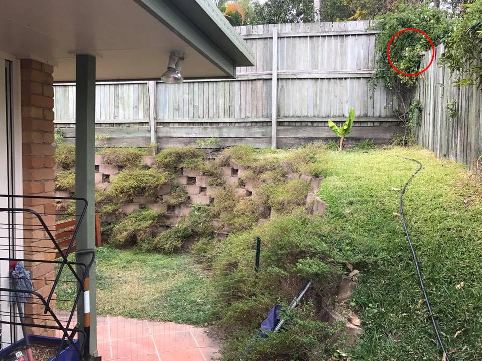  Eagle-eyed social media users spotted the snake in the top right hand corner of the photo, hidden amongst the shrubbery