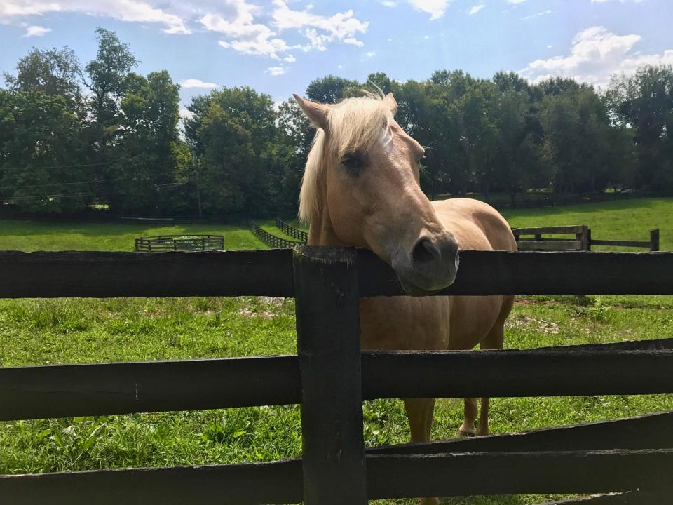  The horse farm is going to auction on September 15