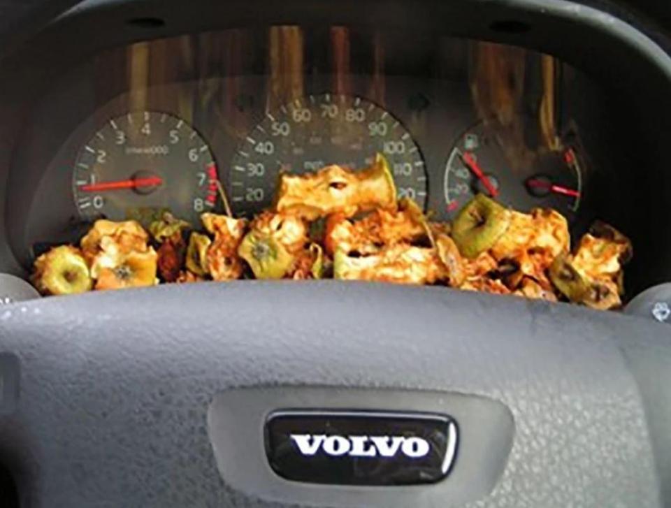  One car owner didn't throw away their apple cores - leaving them to rot on the dashboard