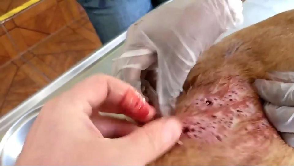  By the end of the video, the vet seems to have successfully ridded the dog of the maggots