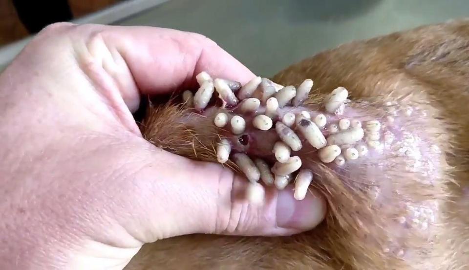  Dozens of maggots crawl out of the animals flesh - the first batch the vet removes