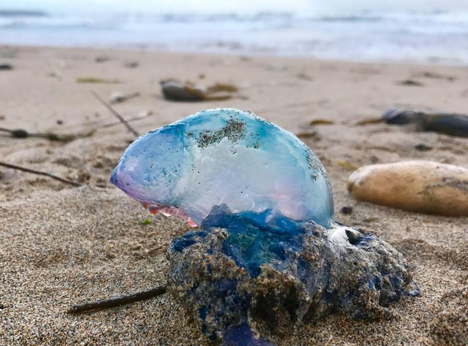  Beachgoers have been warned to be on the lookout for deadly Portuguese man o'war after one was spotted on a Cornish beach