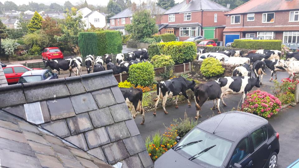  The cows are seen surrounding drives and bumping into cars