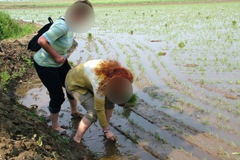  Westerners are pictured working in a North Korean field, the country's tourist board claims