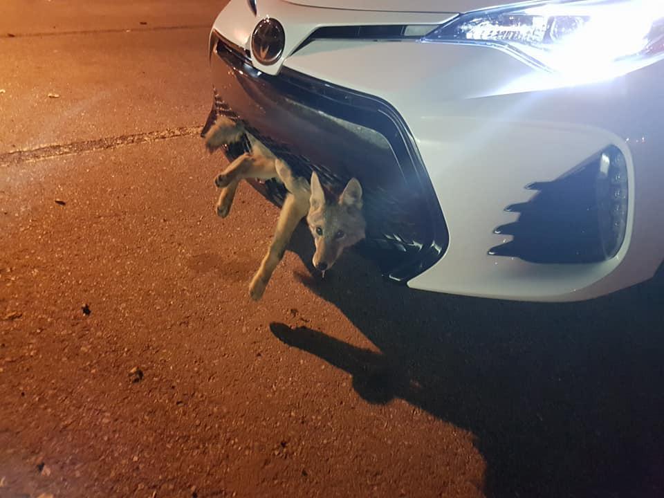  The coyote was embedded to the car but still alive