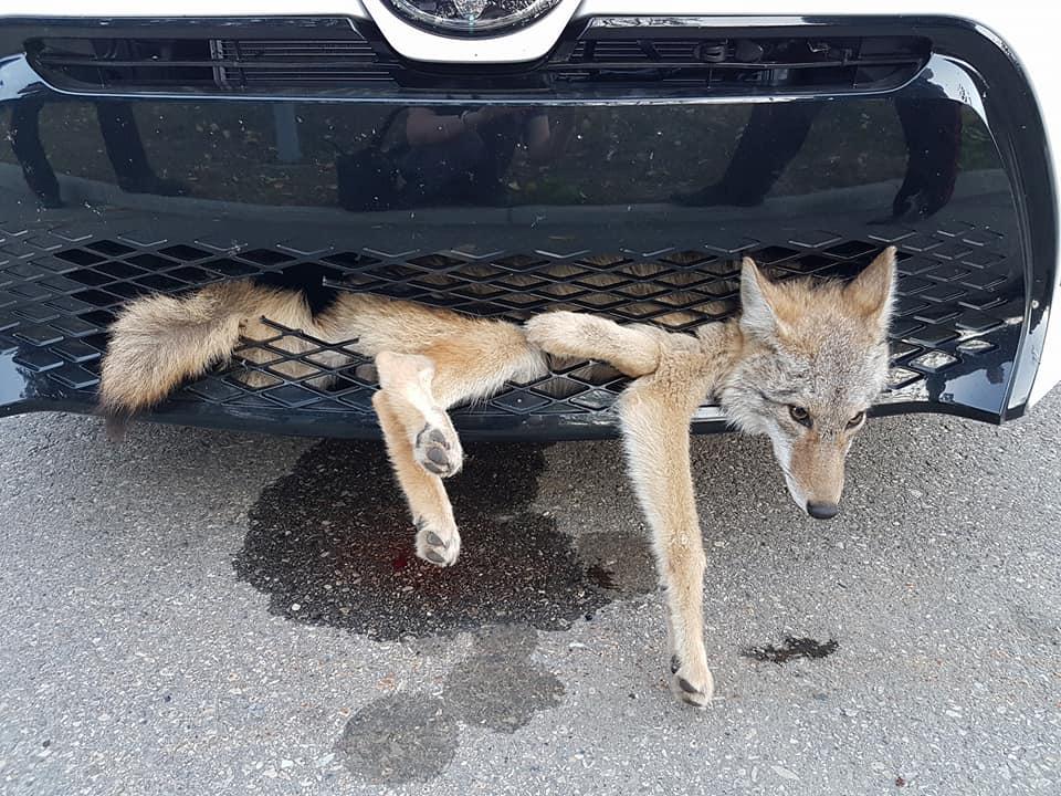  The coyote was alive after travelling 20 miles on Canadian highways