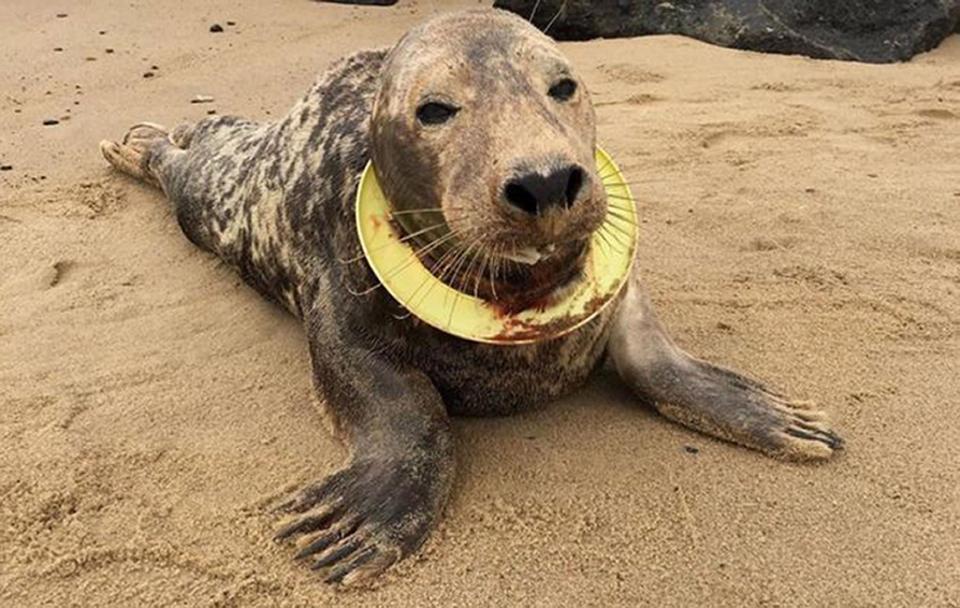  Mrs Frisbee was finally caught at Horsey beach around 12 miles north of Great Yarmouth