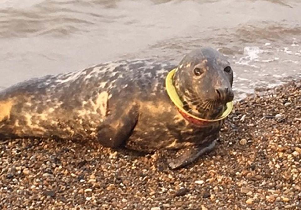  The Atlantic grey seal was nicknamed Mrs Frisbee