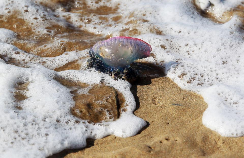  The creatures were carried to British waters by strong westerly winds from the mid-Atlantic