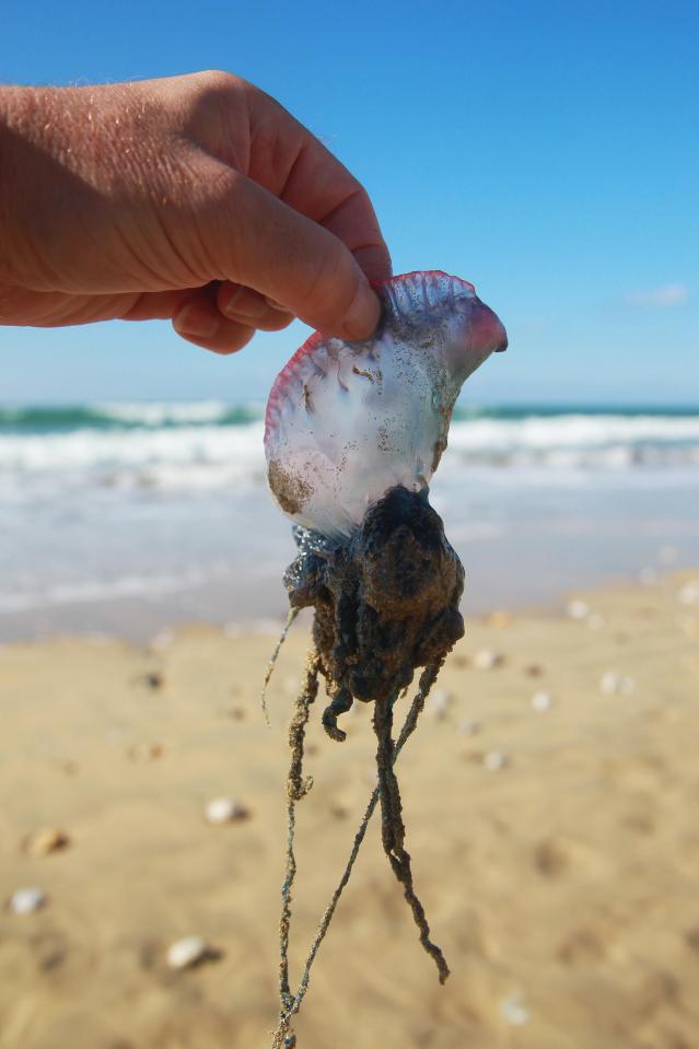  People can suffer severe red welts on their skins for days if stung by the trailing tentacles