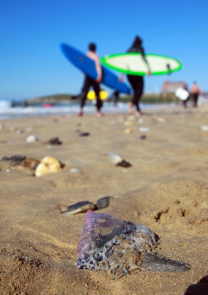  Surfers and beach-goers at Perranporth found hundreds of Portuguese man o' war last week