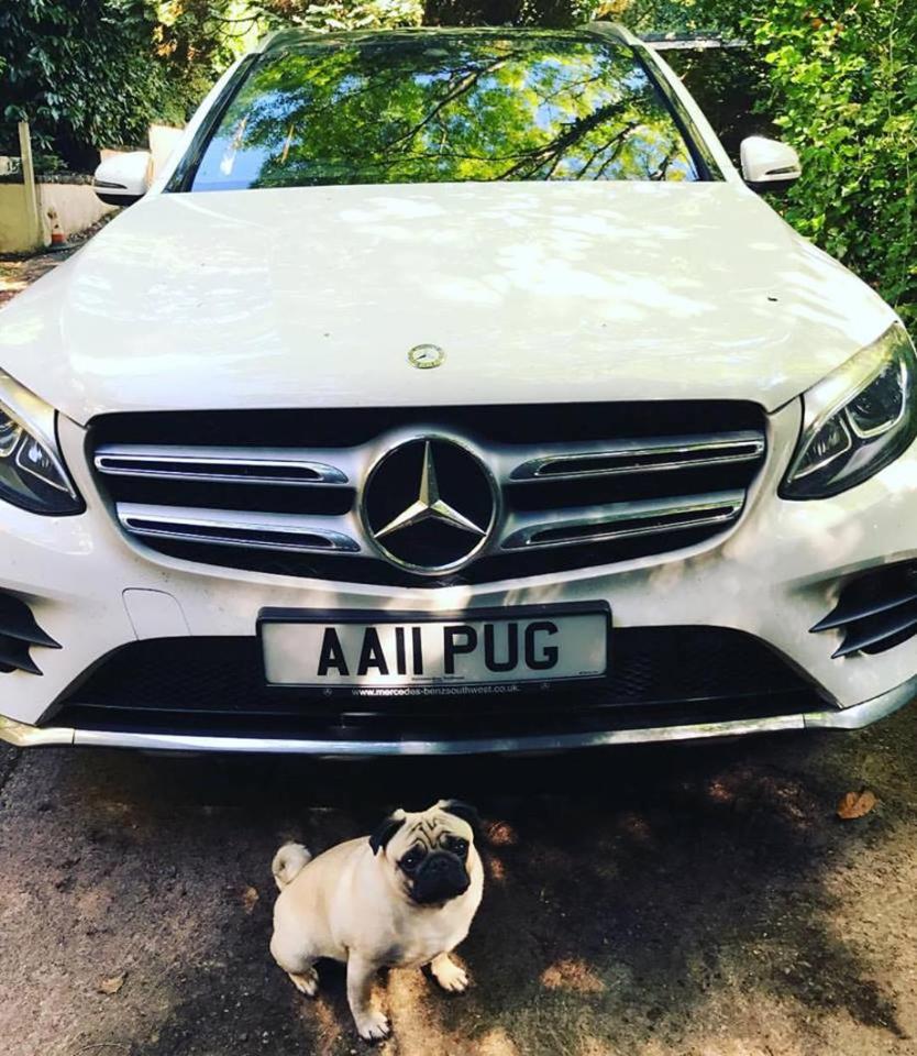  The pooches are driven about in a car with a private number plate