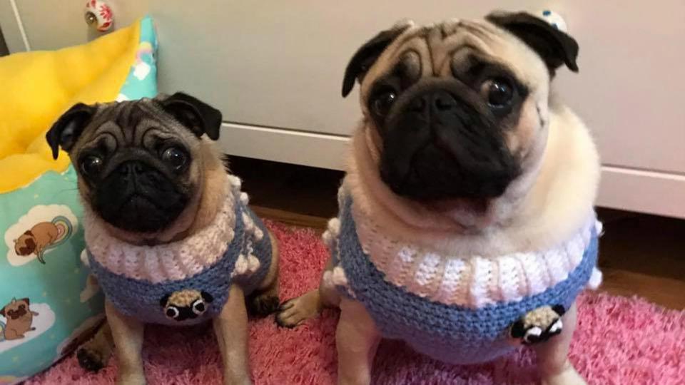  Sharon only buys the best outfits for her two pugs