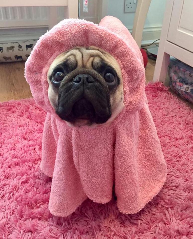  Stanley in his pink dressing gown