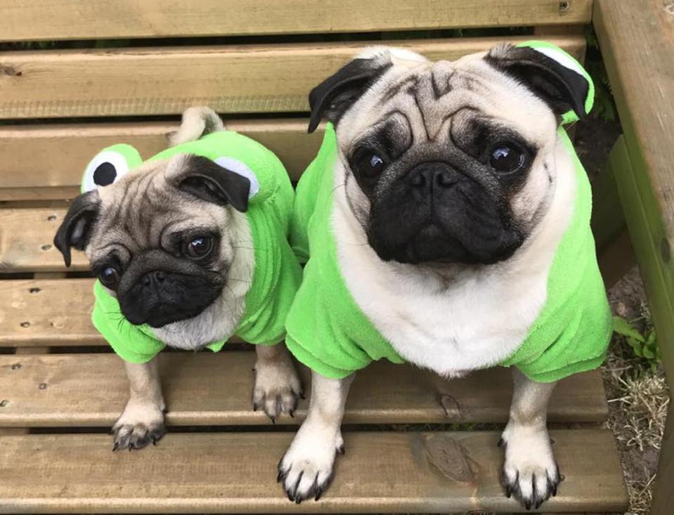  George and Stanley dressed as frogs