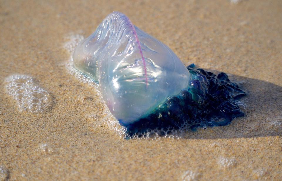  Experts warned they could be enticing for children as they are brightly coloured and resembled deflated balloons