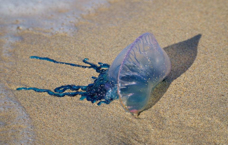  Hundreds of deadly Portuguese man o' war have washed up at Mexico Towans near St Ives, Cornwall