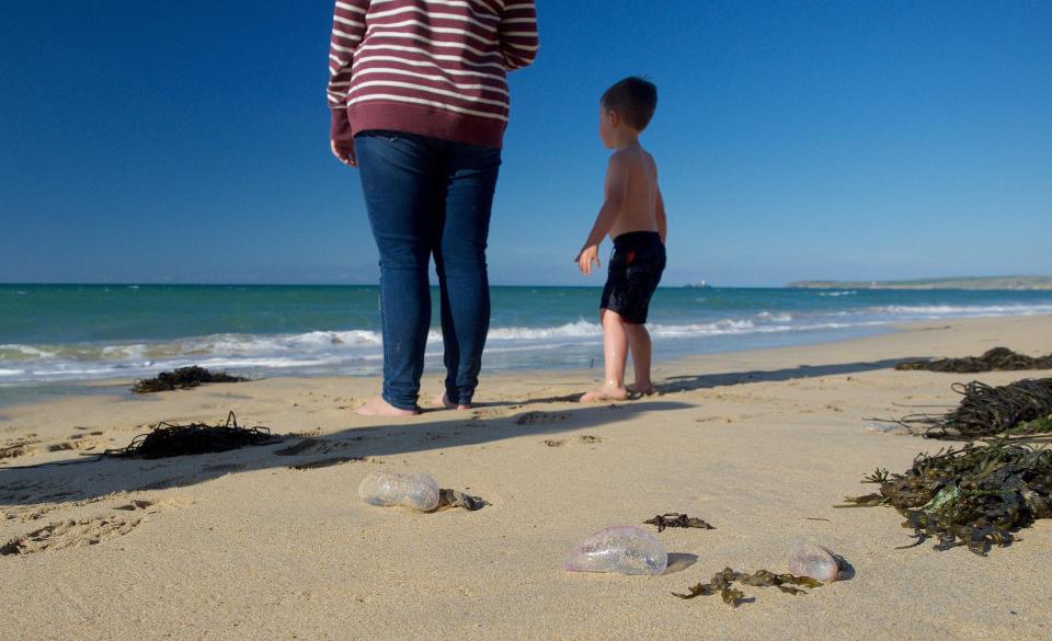  The stranding at Mexico Towans followed more sightings across Devon, Cornwall and Pembrokeshire