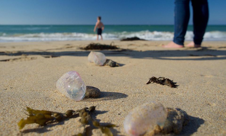  Families with young kids paddled in the sea close to the venomous sea creatures littering the sand