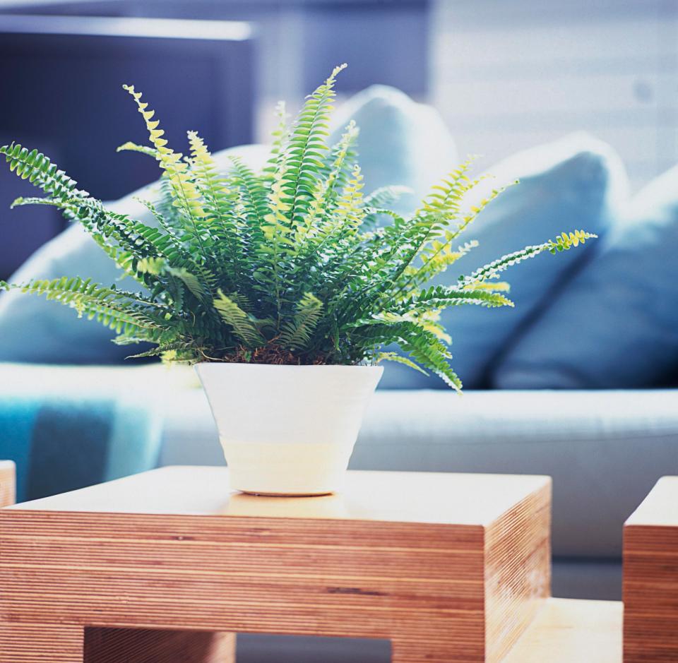  Keeping plants in your bedroom looks pretty, but also boosts the oxygen in the air to help purify it