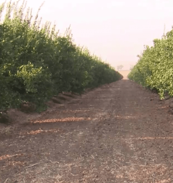 Is this orchard in East Fresno County a potential home for a family of Bigfoot creatures? That’s what a paranormal expert Jeffrey Gonzalez believes