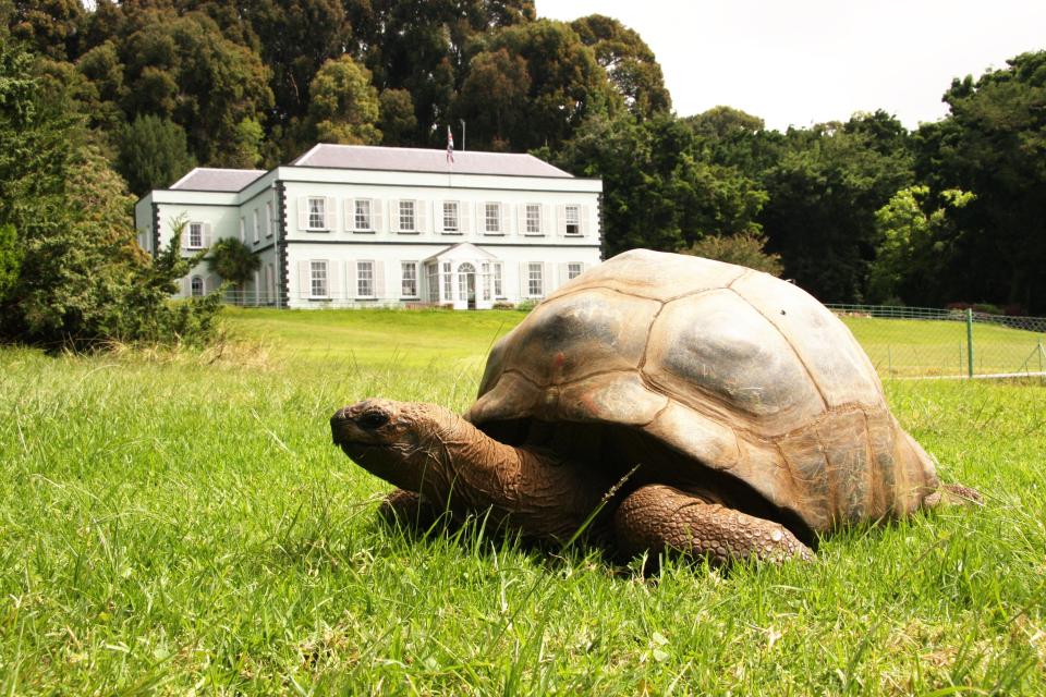  Jonathan, 186, is the oldest giant tortoise and probably the oldest animal in the world