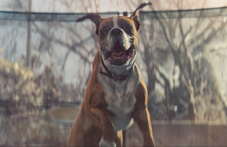  Last year's ad featured dog Buster the Boxer - and it delighted TV viewers