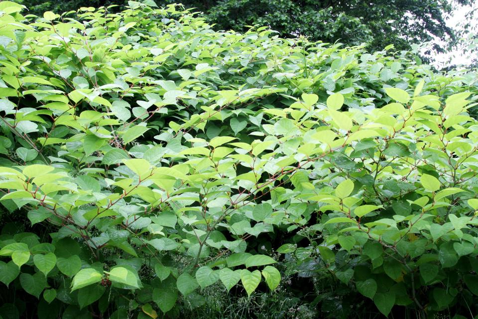  Japanese Knotweed is the scourge of many homeowners