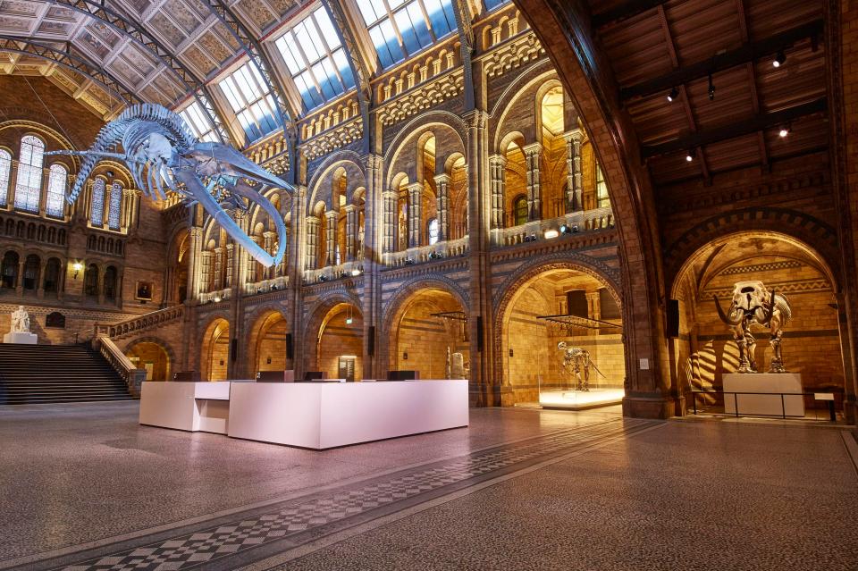  The skeleton of a blue whale hangs from the roof of the Hintze Hall at the Natural History Museum